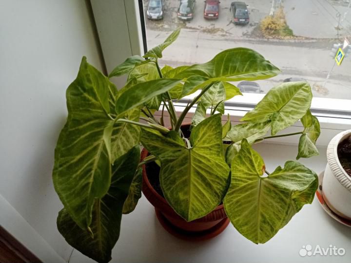 Сингониумы