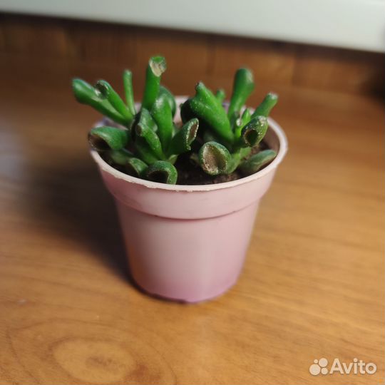 Суккулент
