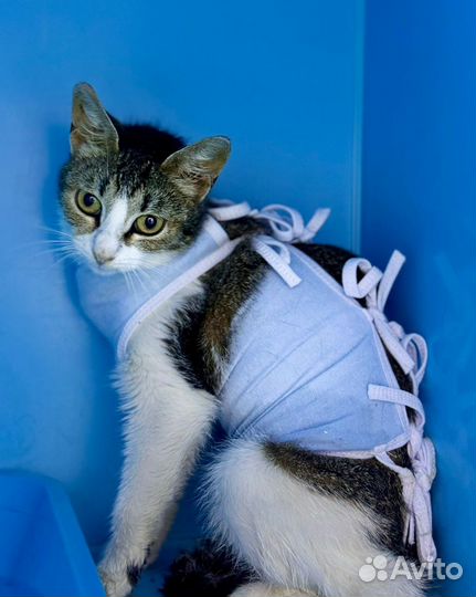 Кошка Милка