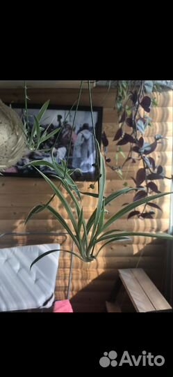 Хлорофитум отростки