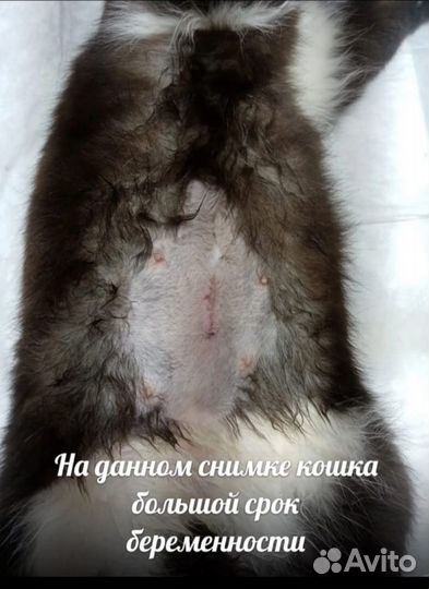 Кошки, коты, котята