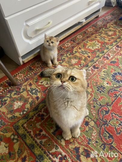 Шотландская золотая шиншилла