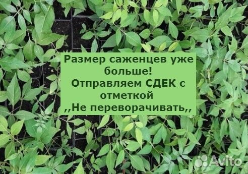 Эводия саженец зкс