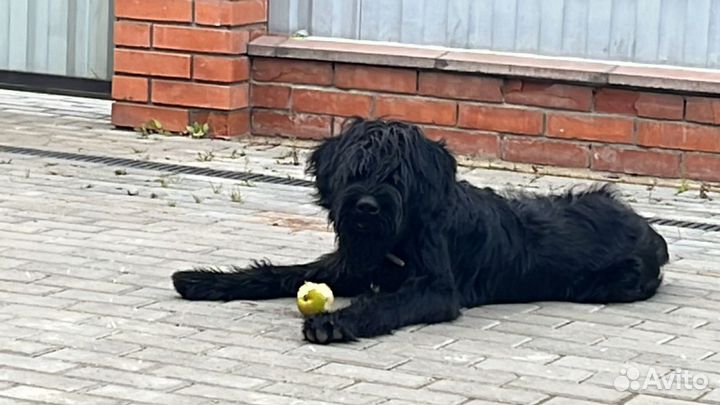 Резершнауцер