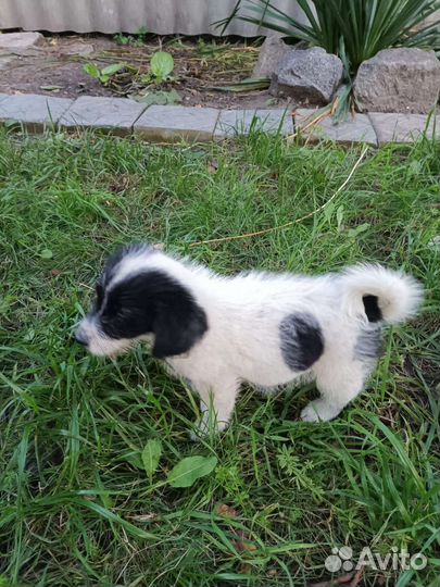 Маленькая собака в добрые руки бесплатно