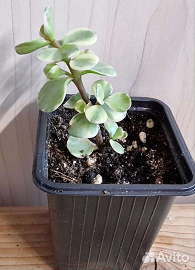 Суккуленты для садика