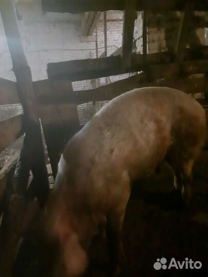 Продам хряка