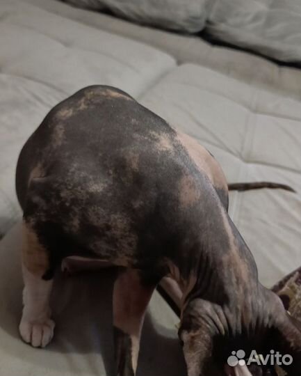 Котята породы Канадский сфинкс