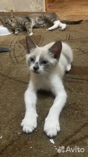 Котята метисы русских голубых