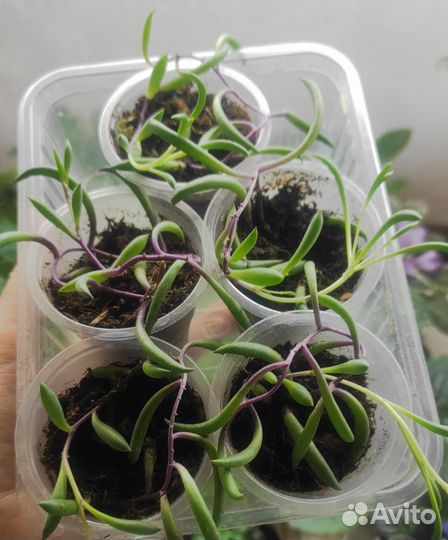 Оттона. Рубиновое ожерелье. Суккулент