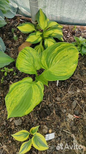 Хосты сортовые