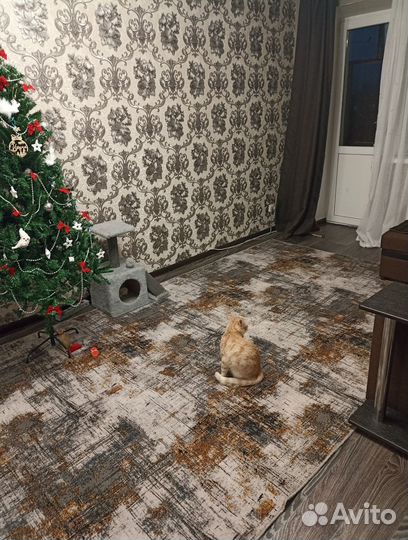 Ковер напольный