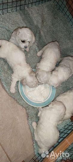 Щенки бишон фризе мини