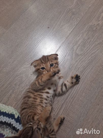 Бенгальские котята