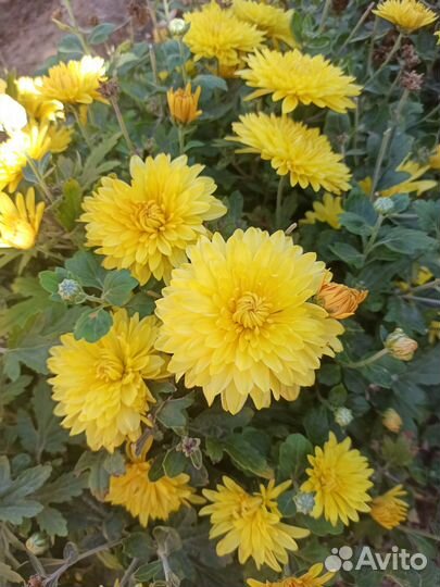 Хризантемы летние