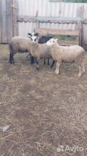 Продам ярок