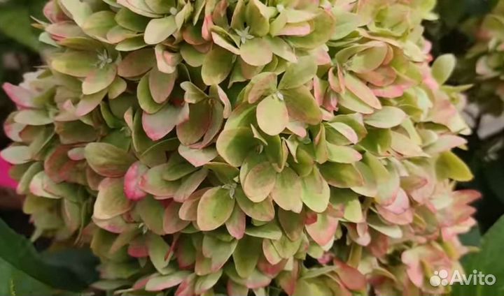 Гортензия BG