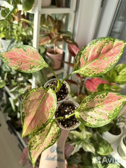 Аглаонема lam sam