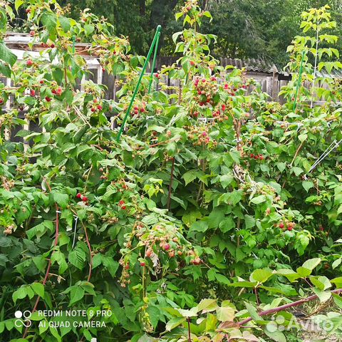 Саженцы. Малина сорт Августовское чудо