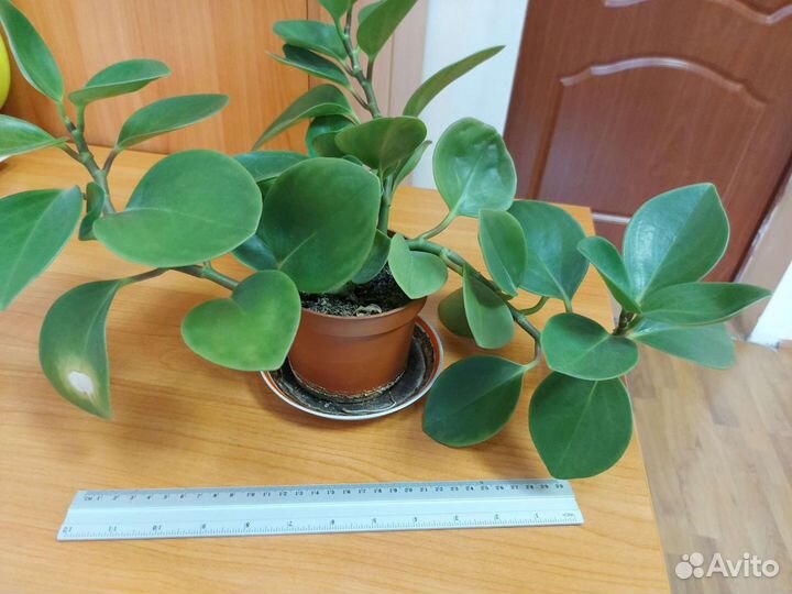 Для дома и офиса