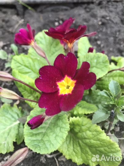 Садовый цветок Примула