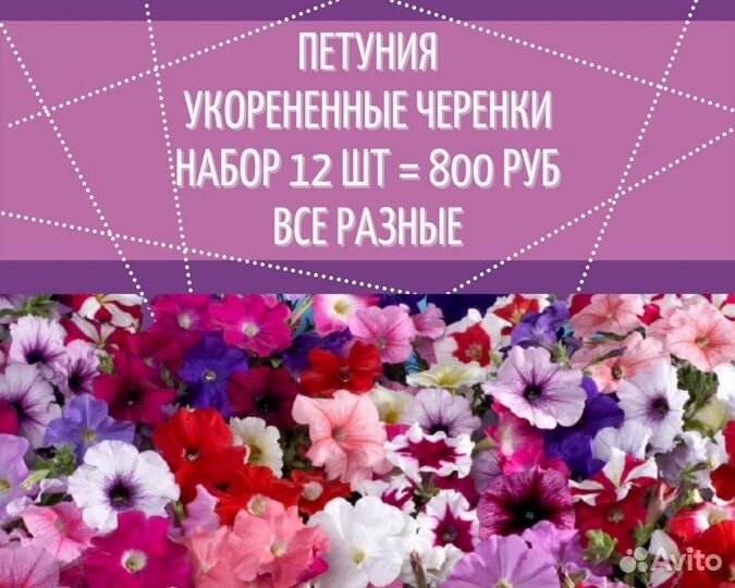 Хризантема мультифлора