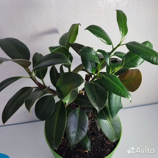Фикус каучуконосный Мелани
