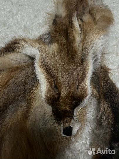 Лисья шкура