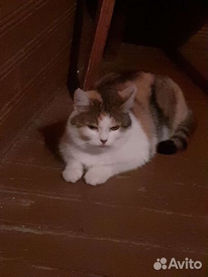 Найдена кошка