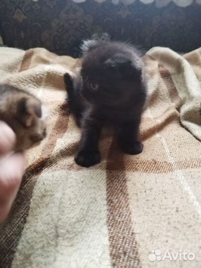 Вислоухие Шотландские котята