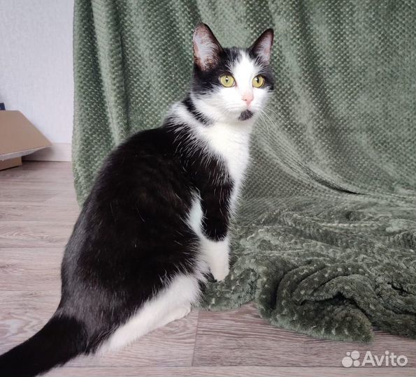 Красивая кошка в добрые руки