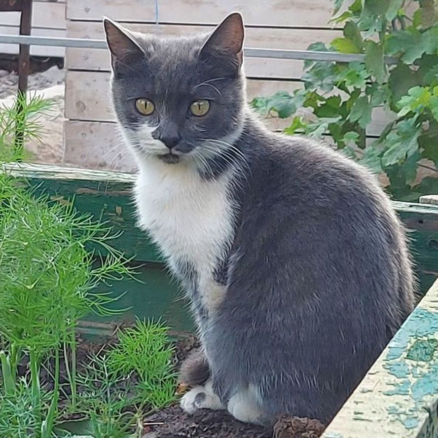 Котята в добрые руки бесплатно