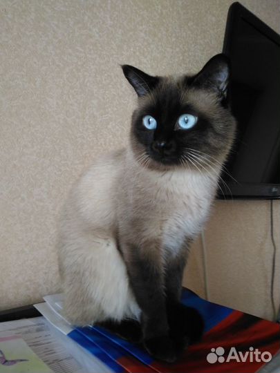 Кот на вязку