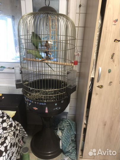 Попугай Ожереловый