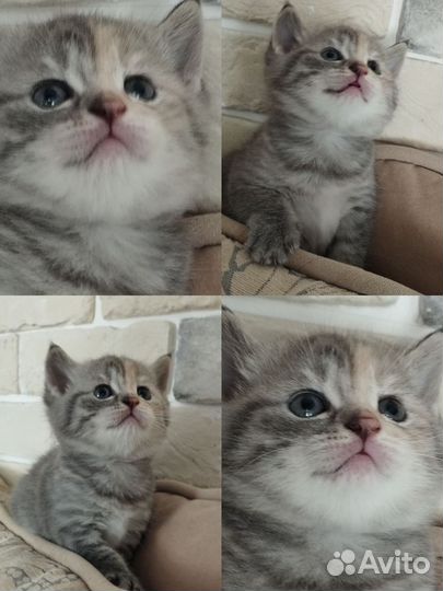 Котенок в добрые руки