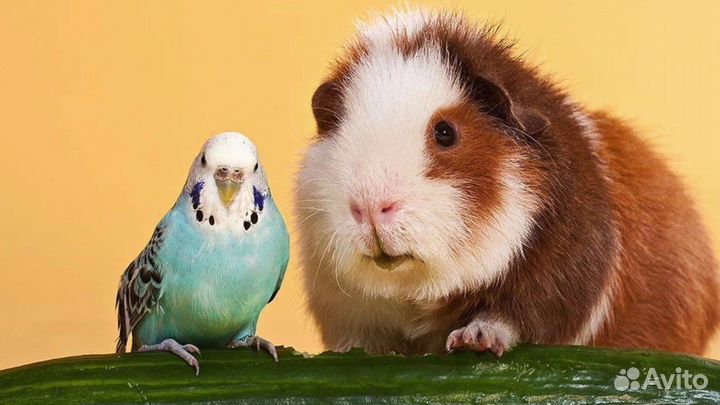 Ищем грызунов и птиц для проведения съемки