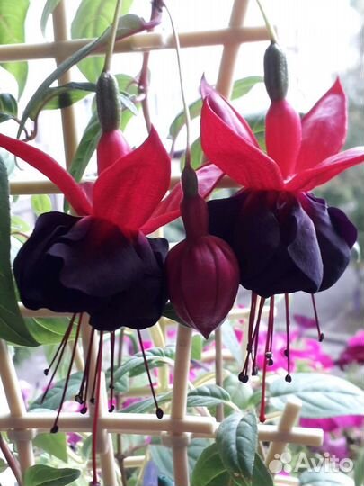 Фуксия сортовая