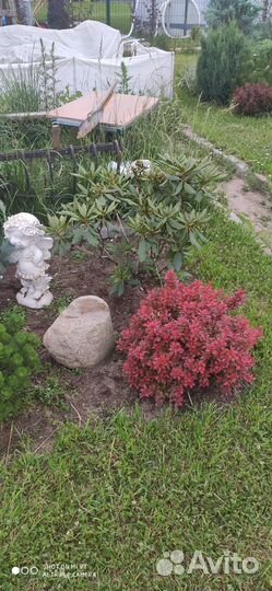 Саженцы барбариса