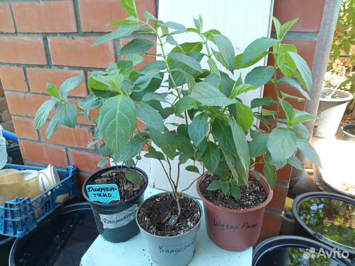 Метельчатые укорененые черенки