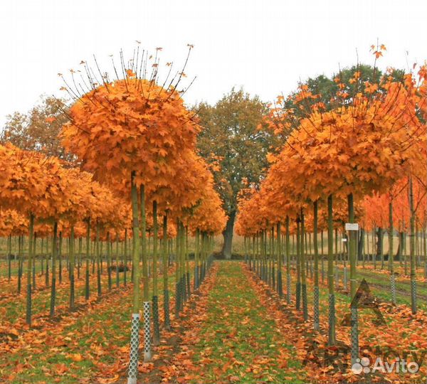 Клен Глобозум