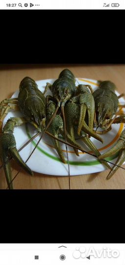 Продам живые раки