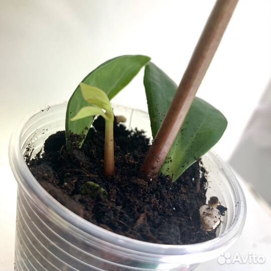 Пеперомия Перескиелистная