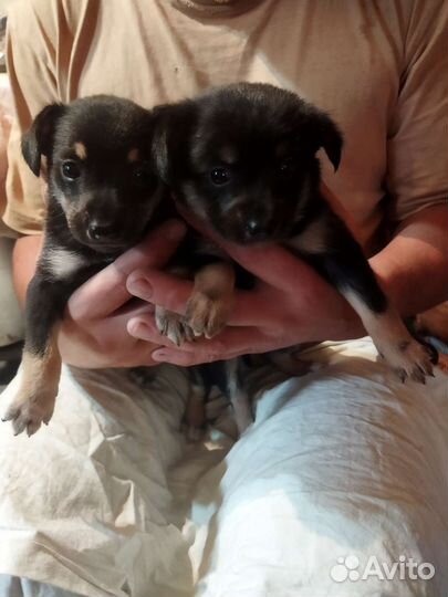 Карликовый пинчер, щенки, девочки, цена 5000