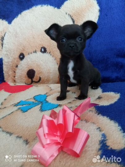 Щенок чихуа