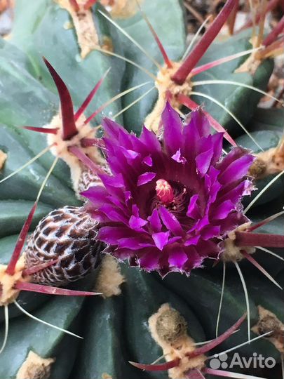 Ферокактус широкоиглый (Ferocactus latispinus)