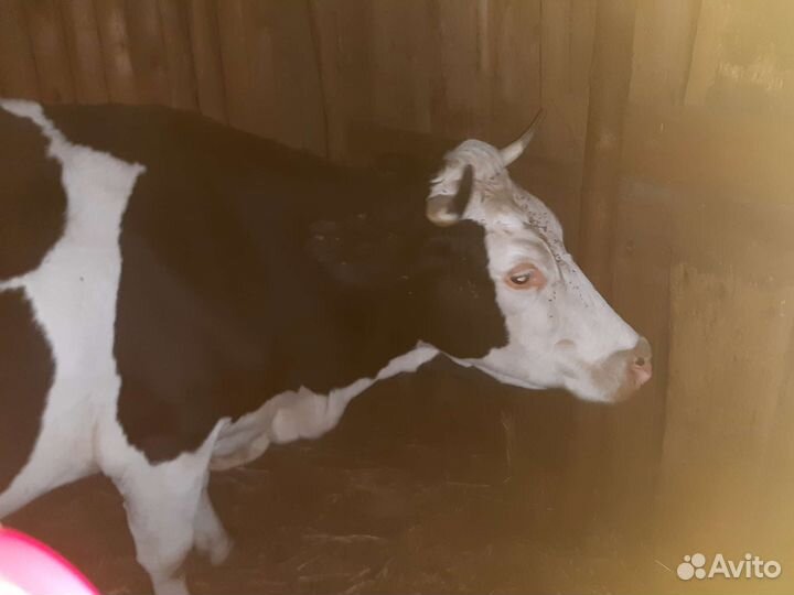 Корова дойная