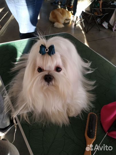 Мальтезе девочка