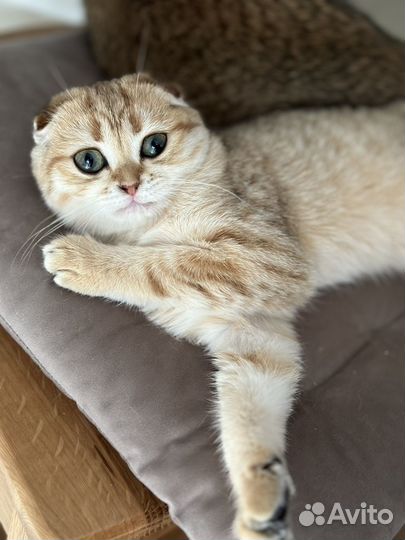 Шотландская