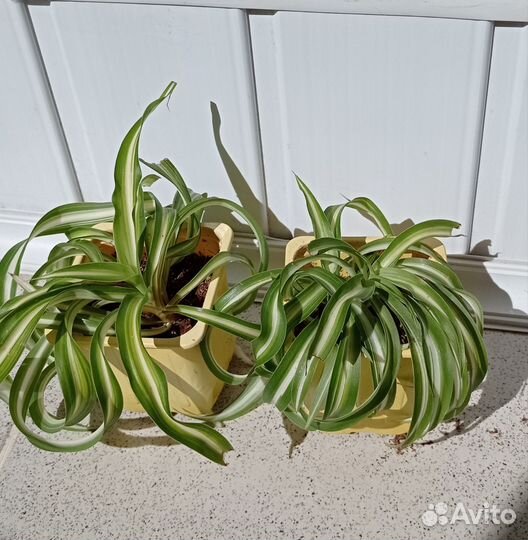 Хлорофитум кудрявый Бонни