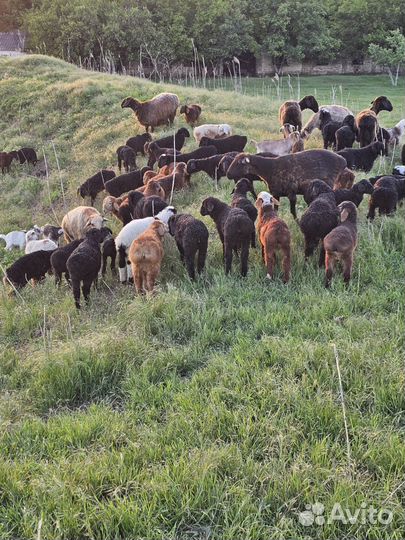 Овцы бараны матки ягнята